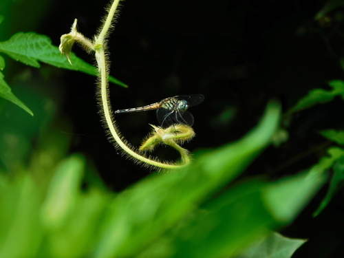 Blue dasher