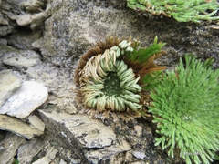 Selaginella gypsophila