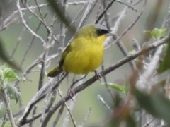 Geothlypis auricularis