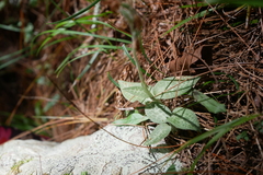 Goodyera schlechtendaliana