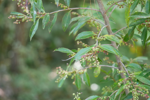 Image of Vaccinium bracteatum by (c) Moogoo Lee, some rights reserved (CC BY)