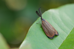 Rhodopsona marginata