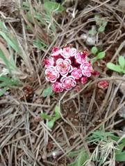Euphorbia radians