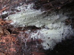 Tomentellopsis echinospora