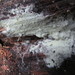 Tomentellopsis - Photo (c) maricel patino, vissa rättigheter förbehållna (CC BY-NC), uppladdad av maricel patino