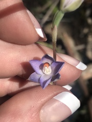 Thelymitra brevifolia