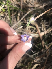 Thelymitra brevifolia