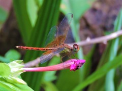 Neurothemis intermedia