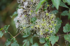 Clematis lasiandra