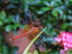 Neurothemis intermedia