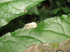 Lophocampa annulosa