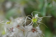 Clematis lasiandra