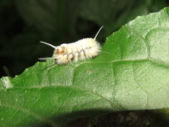 Lophocampa annulosa