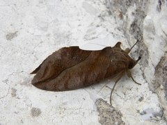 Eudocima serpentifera