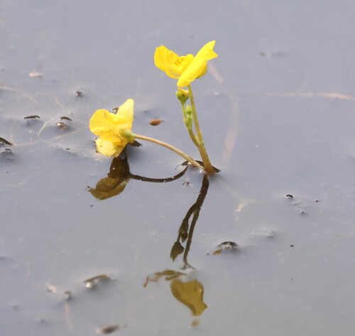 Slender stem bladderwort (Utricularia tenuicaulis)