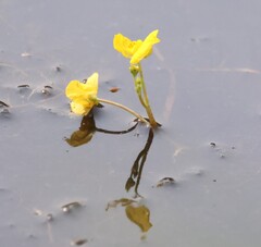 Utricularia tenuicaulis, photograph scaup, CC BY, iNaturalist via GBIF