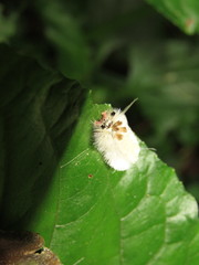 Lophocampa annulosa