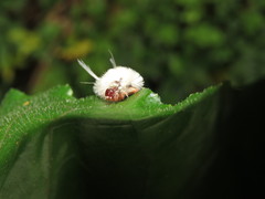 Lophocampa annulosa