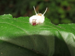 Lophocampa annulosa