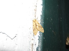 Lophocampa annulosa