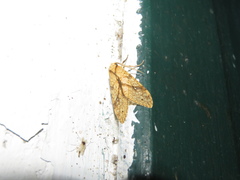 Lophocampa annulosa
