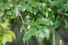 Euonymus carnosus