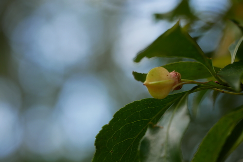 Image of Euonymus carnosus by (c) Moogoo Lee, some rights reserved (CC BY)