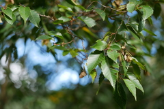 Carpinus kawakamii