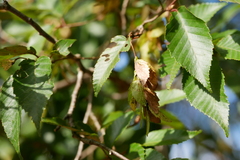 Carpinus kawakamii