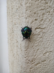 Poecilocoris splendidulus
