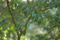 Euonymus carnosus