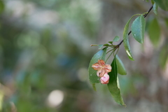 Euonymus carnosus