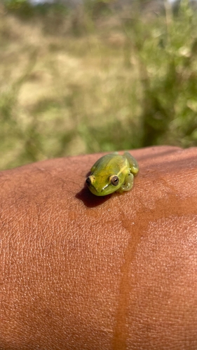 argus reed frog