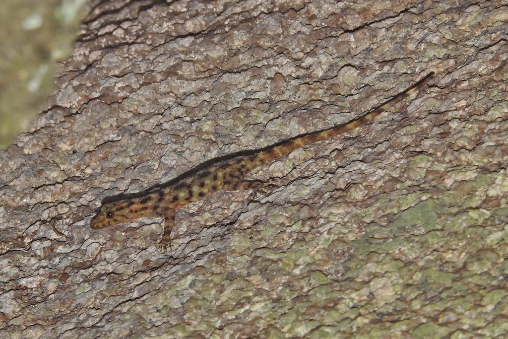 Chanthaburi Rock Gecko