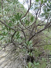 Pseudosmodingium virletii