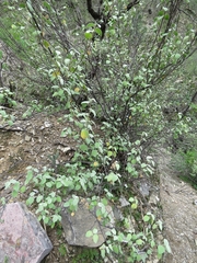 Ayenia grisea