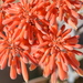 Coral Aloe - Photo (c) copper, some rights reserved (CC BY-NC), uploaded by copper