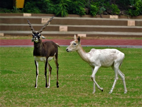 Blackbuck