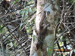 Funambulus tristriatus