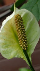 Spathiphyllum wallisii