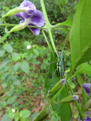 Naupactus auricinctus