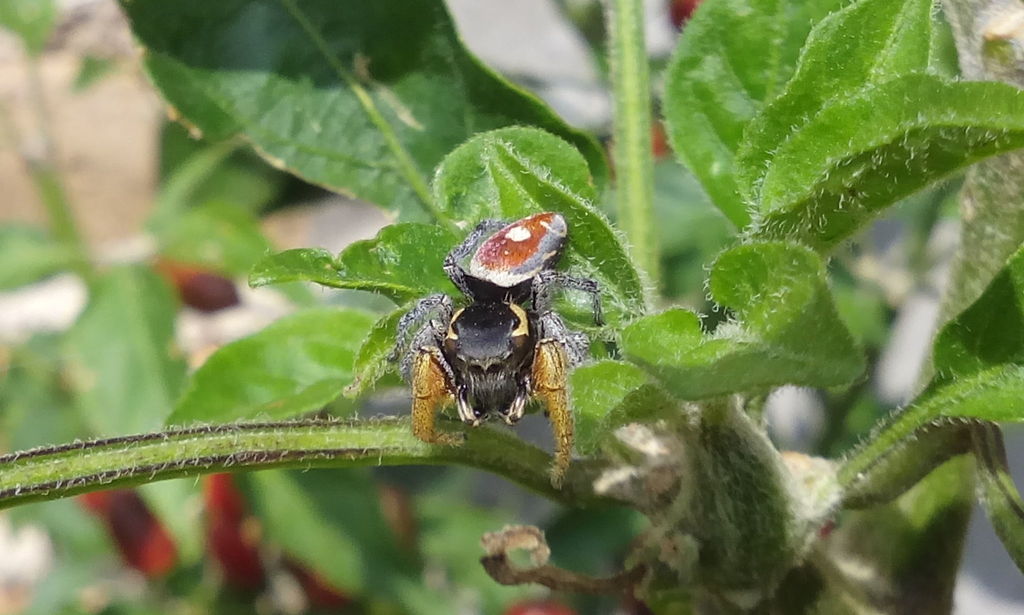 Phidippus cruentus
