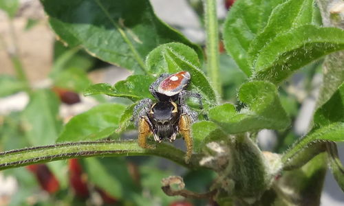 Phidippus cruentus