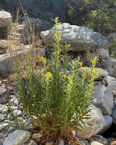Oenothera elata
