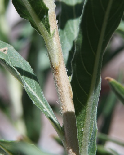 Oenothera elata