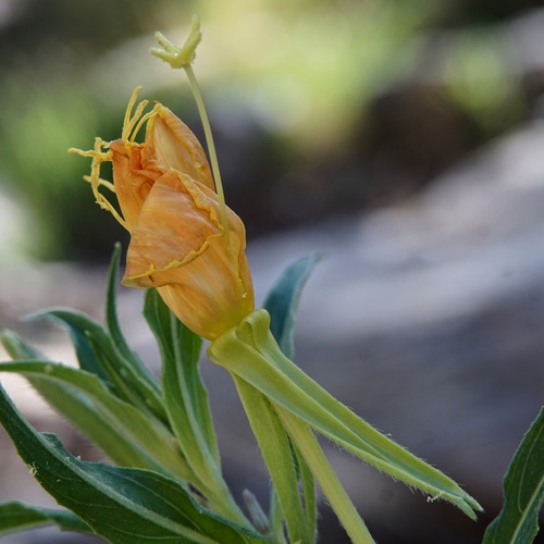 Oenothera elata