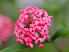 Arachnothryx leucophylla