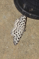 Antipercnia albinigrata