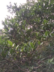 Ficus trigonata