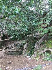 Ficus trigonata